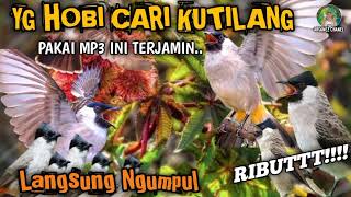 Suara Pikat Burung Kutilang Paling Ampuh Terbukti  Mp3 Kutilang Ganas