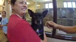Empty the Shelter Day