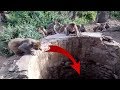Kisah Kawanan Monyet India Selamatkan Macan Tutul yang Jatuh ke Dalam Sumur