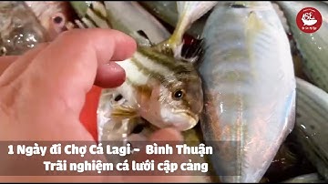 Một ngày đi chợ cá Lagi - Bình Thuận, trãi nghiệm cá lưới mới vô