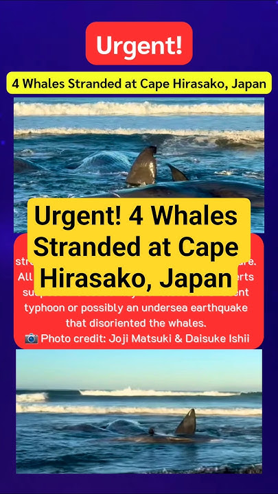 Tsunami japan whales