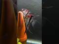 angel fish breeding Live #aquarium #feeds