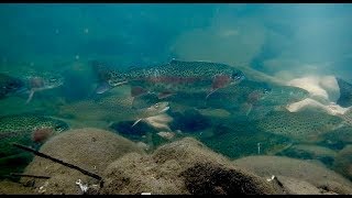 UNDERWATER TROUT-A STREAMSIDE OBSERVATION