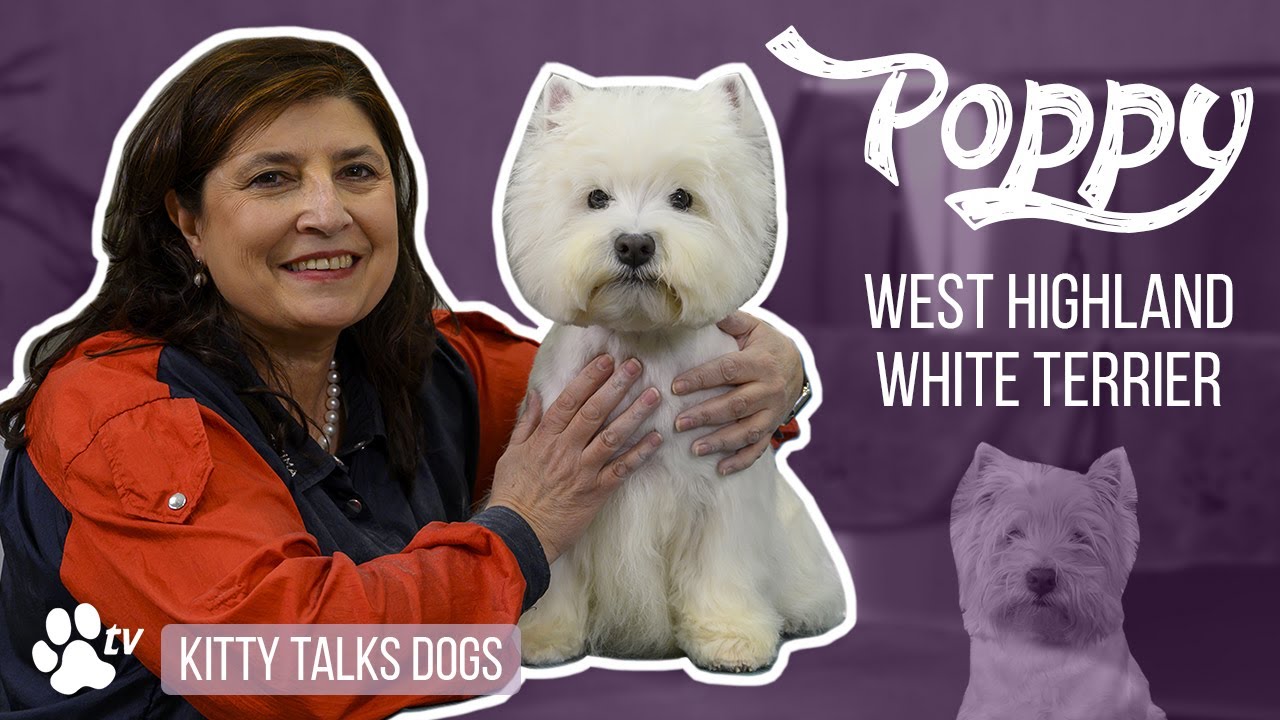 Talks Dogs - Poppy the senior West White Terriër - Transgroom - Care Professionals