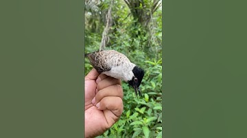 BIKIN GREGETAN MIKAT BURUNG KUTILANG DAN TRUCUK DI TEMPAT INI BOS KU