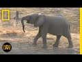Safari Live - Day 7 | National Geographic
