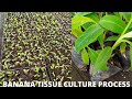BANANA TISSUE CULTURE Miche Ya Migomba Kilimo Cha Kisasa BANANA TISSUE CULTURE Miche Ya Migomba Kilimo Cha Kisasa