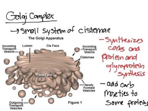 Golgi Complex - YouTube golgi body diagram labeled 
