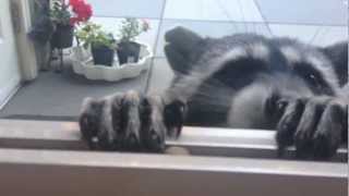 cute raccoon eating closeup part 1