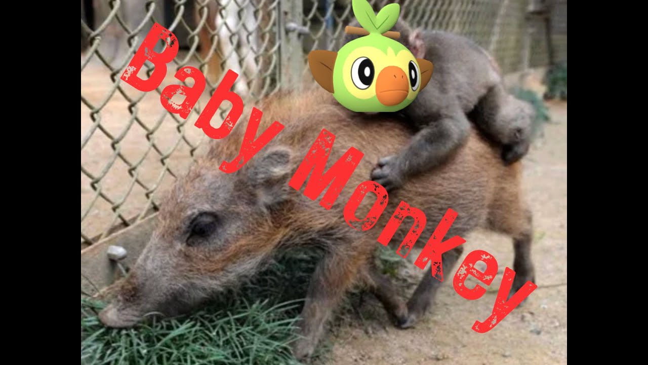 Shreyashhy vs Termnal - Babymonathon Revival 1 Round 1 (Gen 9 LC)