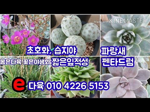 e다육 신입다육,초호화다육 보신적 있나요! /succulent companion plants