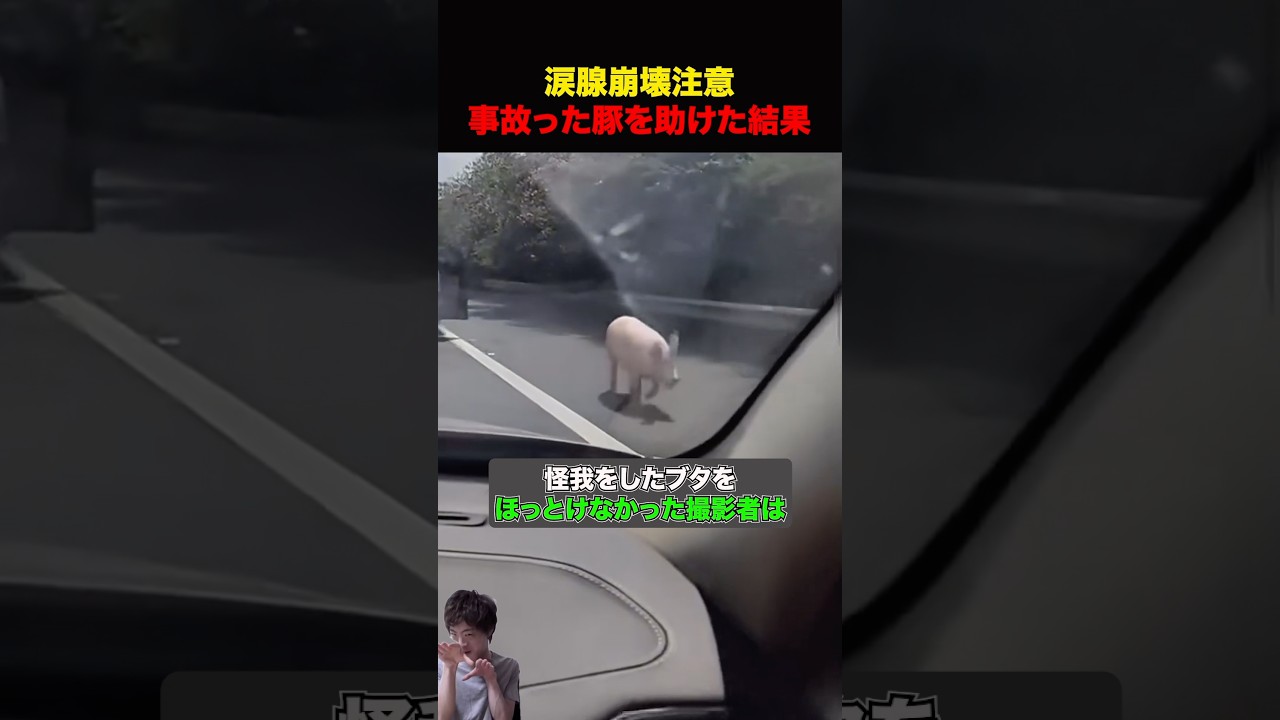 豚と人間、奇跡の物語😭 #shorts