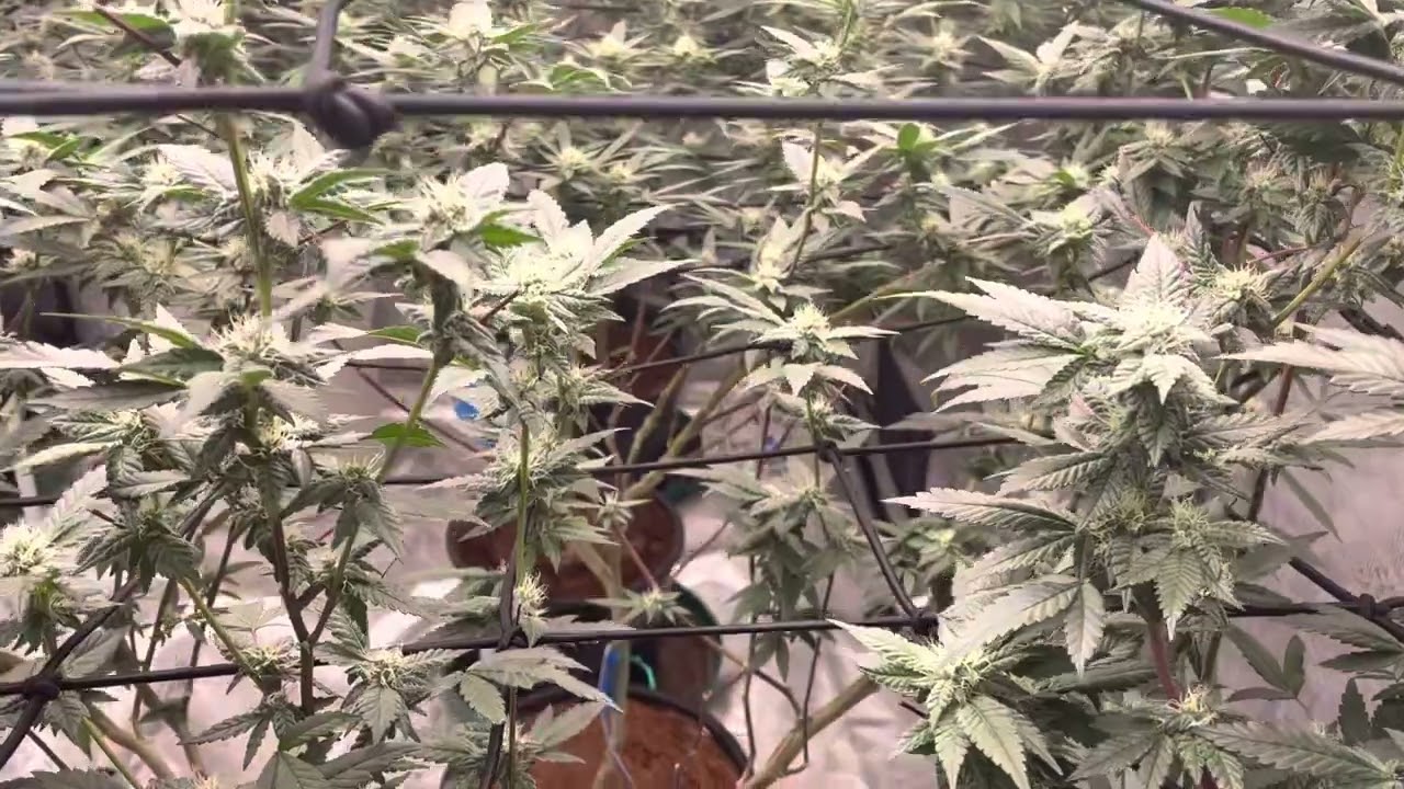 2700w 8x8 insane gorilla grow tent