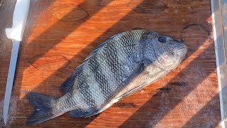 How to FILLET a fish | Sheepshead