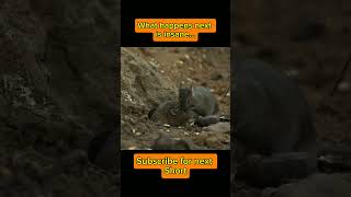 Amazing Forest Life 🐍🌿 | Animals, Birds & Insects in Nature #shorts