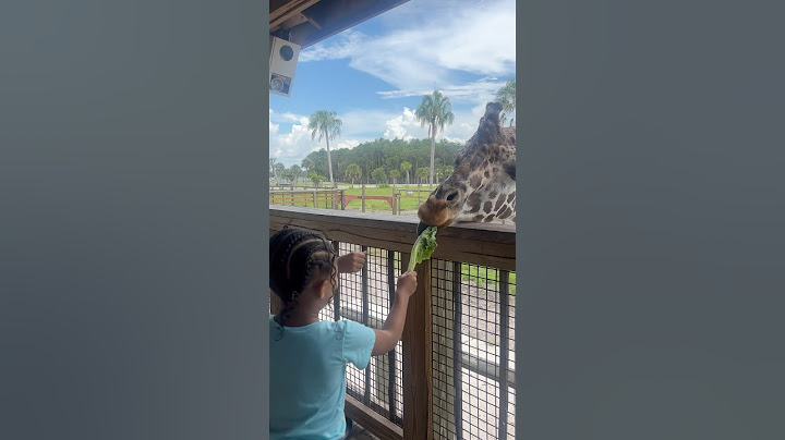 Daughter almost get bit by a giraffe doing this  #shorts