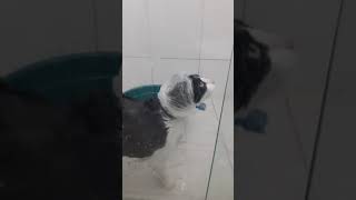 Hora Do Banho. Gata Nica