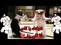 اغنية لاسم كادي انا شوفت واحدة وشوفت التانية شوفتك يا كادي انا قلبي دق اسم كادي اغنية لاسم كادي انا شوفت واحدة وشوفت التانية شوفتك يا كادي انا قلبي دق اسم كادي