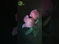 يا حمام بتنوح ليه