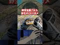 飼育放棄されたミシシッピアカミミガメを保護しました ＃shorts