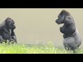Father gorilla showing his son drumming.How did my son react? / Shabani and Kiyomasa