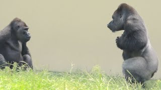 Father gorilla showing his son drumming.How did my son react? / Shabani and Kiyomasa