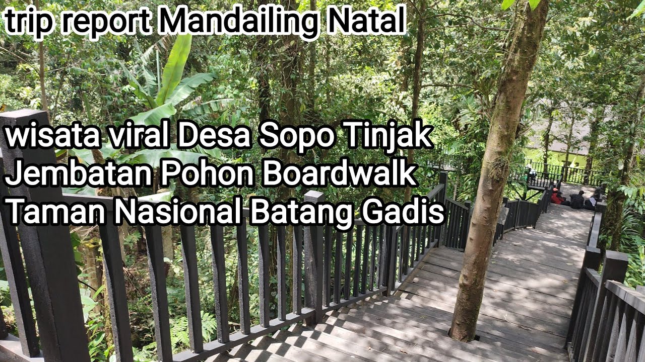 Jembatan Pohon Batang Gadis Desa Sopo Tinjak Mandailing Natal Sumatera Utara