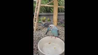 Parakeet staring contest! by Birds and Friends 199 views 1 year ago 23 seconds