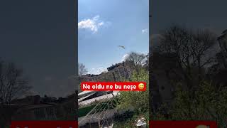 Martılara bir haller olmuş😅