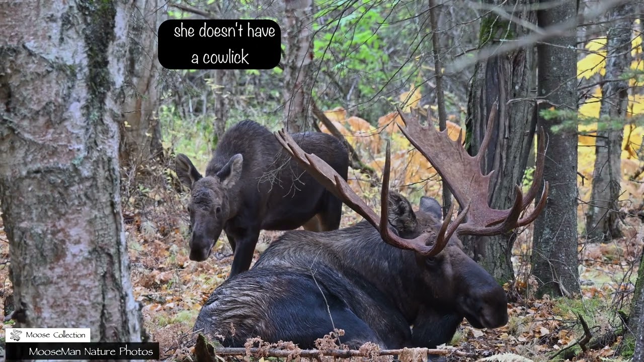 Unbelievable How Careful This Giant Moose Is Around Baby Moose #moose