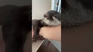 Belle Wont Let Go Of My Arm