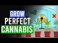 Grow the perfect cannabis 10 top tips