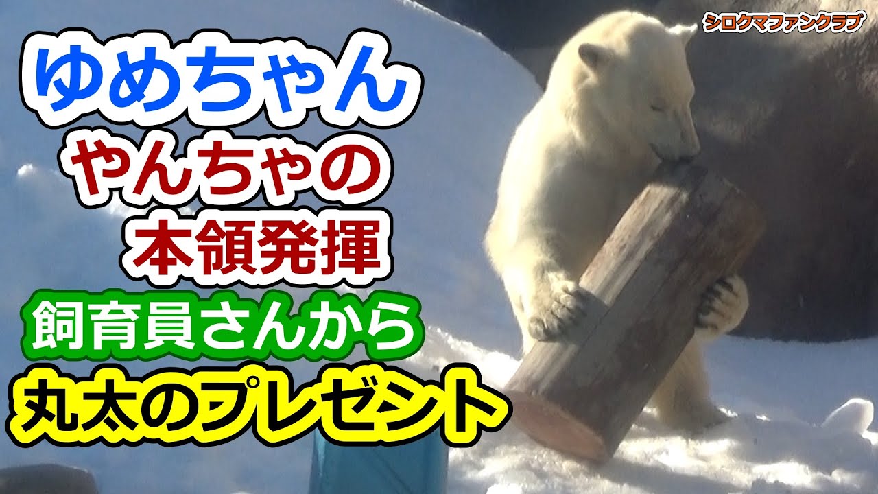 Юмэ, подарок бревна от смотрителя зоопарка, который демонстрирует 💗 истинную природу непослушных