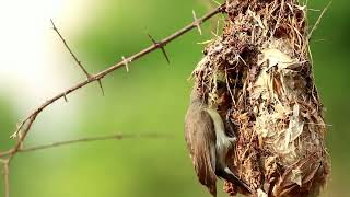 Download Lagu burung kolibri di alam liar lagi meloloh anaknya MP3 Download Lagu burung kolibri di alam liar lagi meloloh anaknya MP3