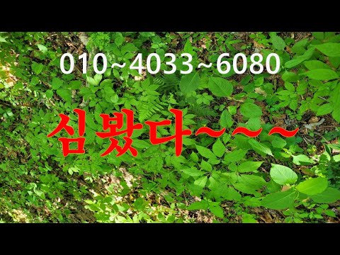 심봤다~~~진정한 가족 산삼~~