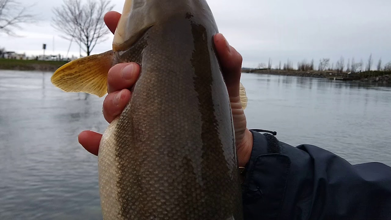 Suckerfish ReleaseElk Rapids Dam Springtime! YouTube