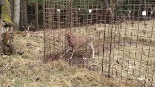 Poor deer trapped in cage and trying to get out (Onagawa, Japan)