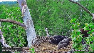 Little Miami Conservancy Bald Eagle 06.05.2024 13:33