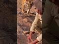 Tiger Appeared Right Behind Him… | 背後に現れた母トラ