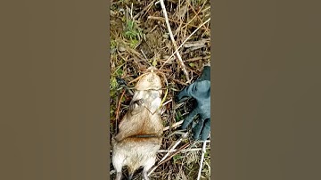 muskrat suitcased in a 160 Duke #muskrat #trapping  #duketraps