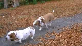 Scottish Basset Hound Walkers at Hazlehead Park, Aberdeen