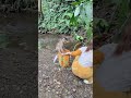 Catching River Snails with a Playful Monkey! 🐒🐚 #Shorts
