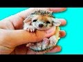 10 МИЛЕЙШИХ ДЕТЕЙ ЖИВОТНЫХ / 10 beautiful baby animals