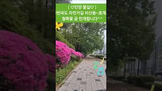 안양 꽃길.. 자전거도로 탐방 1번국도 자전거도로 철쭉길 직켐