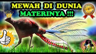 Masteran Burung Full Isian Mewah Dijamin Bikin Nyaut