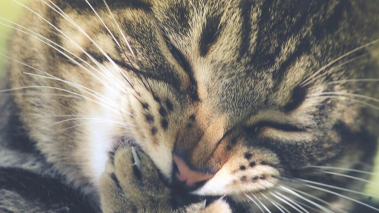 кот грызет когти