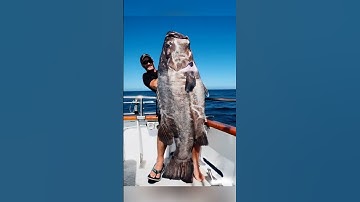 This Fish SHOCKS Everyone! 😱 (Wait for It!) #Shorts"