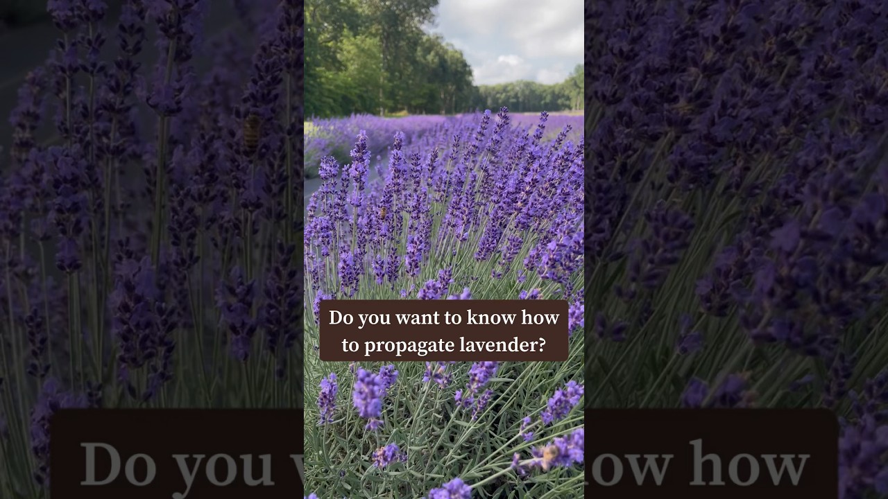 Размножение лаванды 🌱 Часть 1