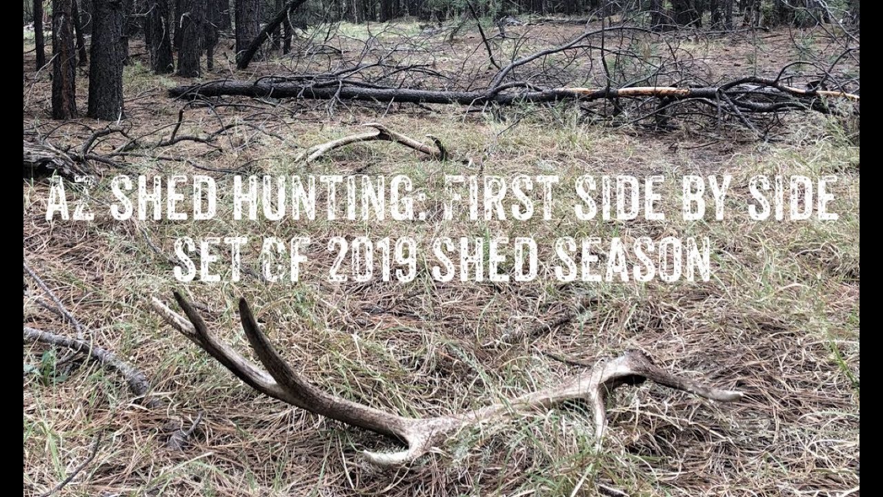 AZ Shed Hunting First Side by Side Elk Sheds of 2019 YouTube