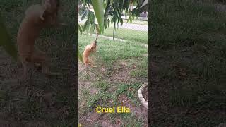Cruel Ella Spring Pole Work
